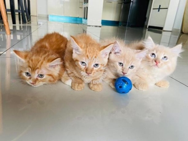 mainecoon-mix-persian-big-0