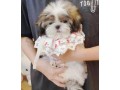 cutie-puppy-shih-tzu-dog-small-0